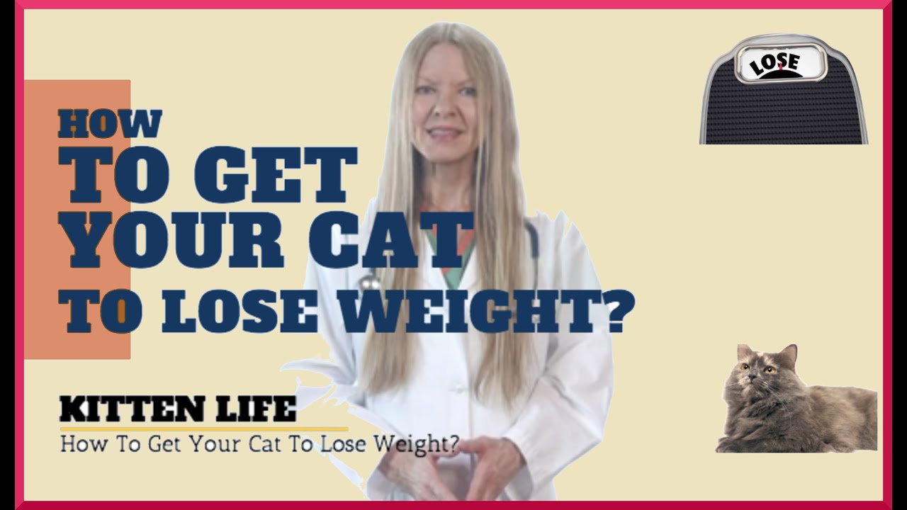 How to get your cat to lose weight? (2019) YouTube