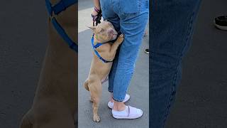 The puppy clung to his feet like a small child.  American bully puppy 5 months old.