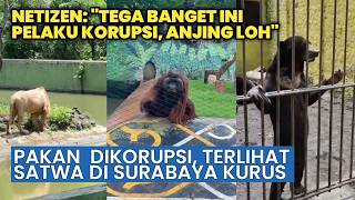 Miris! Pakan Satwa Diduga Dikorupsi, Penghuni Kebun Binatang Surabaya Kurus dan Berguguran