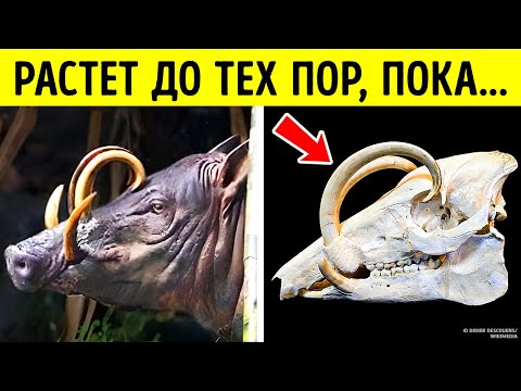 Самые опасные части тела в животном мире