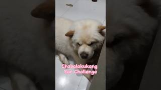 Bellah's Chabalakukang Ear Challenge  Adorable Dog Tricks  #doglovers #chowchow #shorts