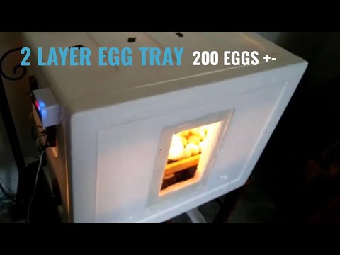 Video: Inkubator Styrofoam: Desinfeksi Inkubator Styrofoam. Bagaimana Cara Membuatnya Sendiri Di Rumah? Suhu Inkubasi Untuk Ayam Dan Telur Lainnya