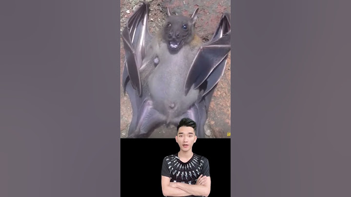 Một con dơi béo bay vào sân
