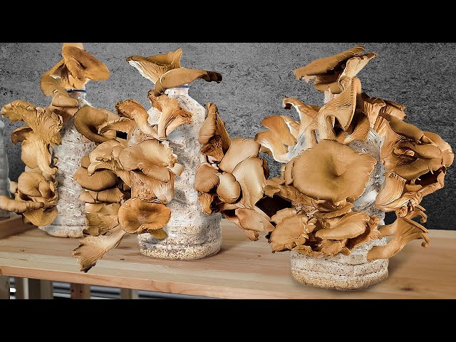 Growing Mushrooms In Bottles - FreshCap Mushrooms