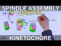 Spindle assembly checkpoint  mitotic checkpoint