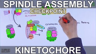 Spindle Assembly Checkpoint | Mitotic Checkpoint
