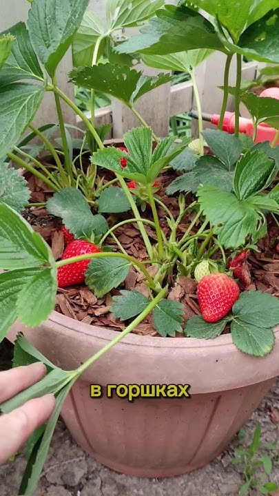 Клубника в горшках: посадка и уход #сад #дача #клубника #garden # ...