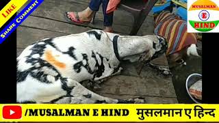 जयपुर में पाया गया अल्लाह लिखा हुआ बकरा | Allah Likha Huwa Bakra | Rajasthan Vlogs TV | Bakra Eid