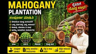 Mahogany Plantation in India Complete Farming Guide 2026 Seed to Harvest Profit Marketing