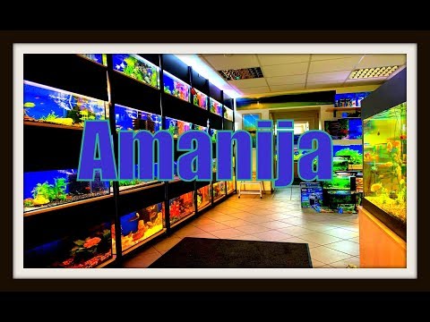 Video: Amanija