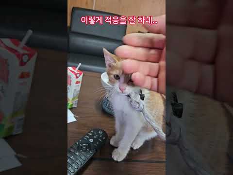 덕순이네 가족 #율무 #삼형제집사 #부산강서구