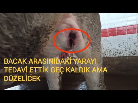 İNEK BAÇAK ARASI YARA LAR İÇİN ÇÖZÜM | İNEK MEME ÖDEMİ TEDAVİSİ |İNEK HASTALIKLARI