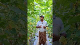 বেশি লাভ করতে এই পদ্ধতিতে করুন শসা চাষ । #চাষবাস #viralonyoutube #viral #shorts