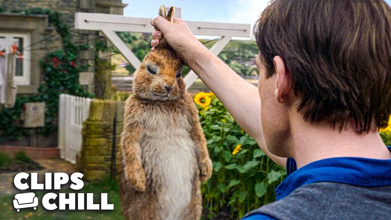 Rabbits Fighting Thomas Goes Horribly Wrong | Peter Rabbit | Clips ...