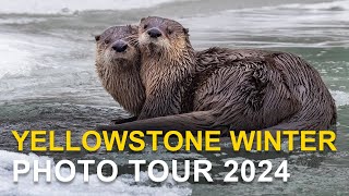 Yellowstone Winter Photo Tour and Workshop (2024 Highlights)