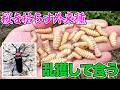 桜を枯らす極悪外来害虫を乱獲して食べてみた！