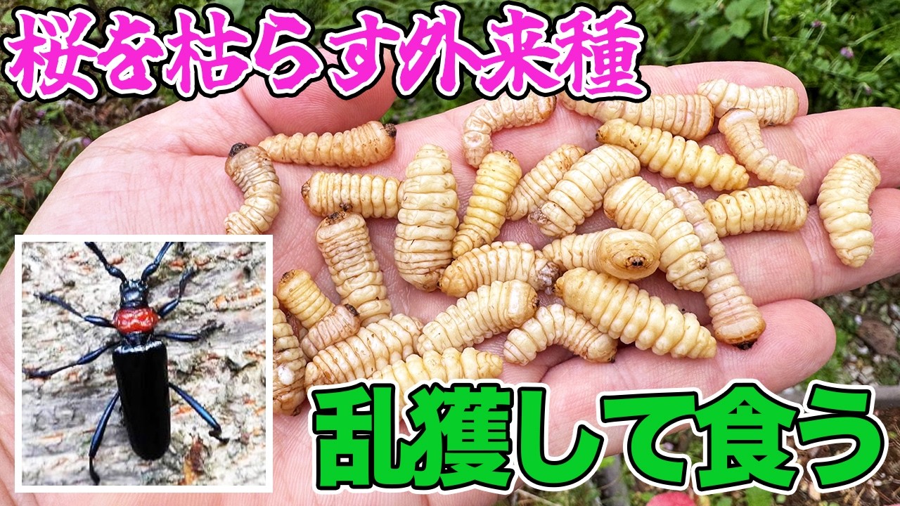 桜を枯らす極悪外来害虫を乱獲して食べてみた！