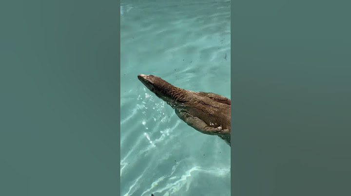 ASIAN WATER MONITOR SWIMMING              #reptile #lizard #monitorlizard