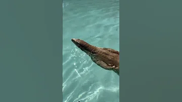 ASIAN WATER MONITOR SWIMMING Reptile Lizard Monitorlizard 