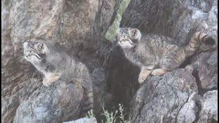 Pallas Cats of the Eastern Mongolian Steppe  2022