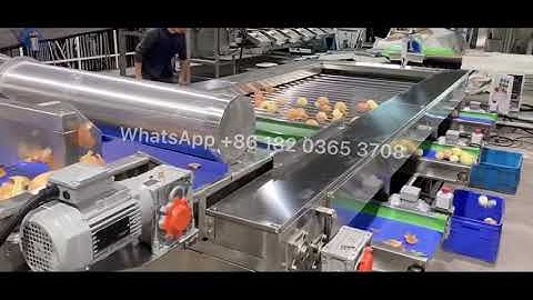 🧅Onion Sorting Machine Onions Grading Machine Sorter and Grader
