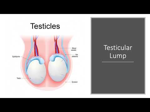 Ultrasound Scan of Testicles / Scrotum - Patient Info