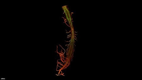 2024 Second Place Video Winner: Spinal motor neurons illuminated by enhancer AAV
