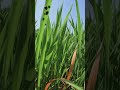 ENJOY BEAUTIFUL NATURE 😍//PEACEFUL #NATURE✨️ #SHORT #VIRAL #SHORTS #TEELS⚡️☘️👇