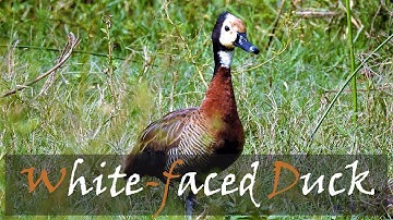 White-faced Whistling Duck (Dendrocygna viduata) Bird Call & Video | Stories Of The Kruger