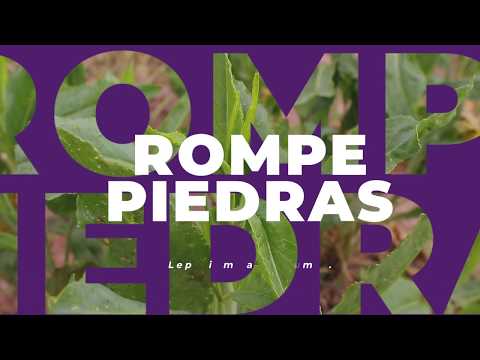 Video: ¿Qué son las plantas de escrofularia? Aprenda sobre los usos de la escrofularia en el jardín