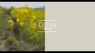 Colza -Today's Flower-                            ⚫︎Mar.24.2022⚫︎