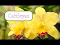 Cultivo de Orquídeas Cattleyas | Alma del Bosque