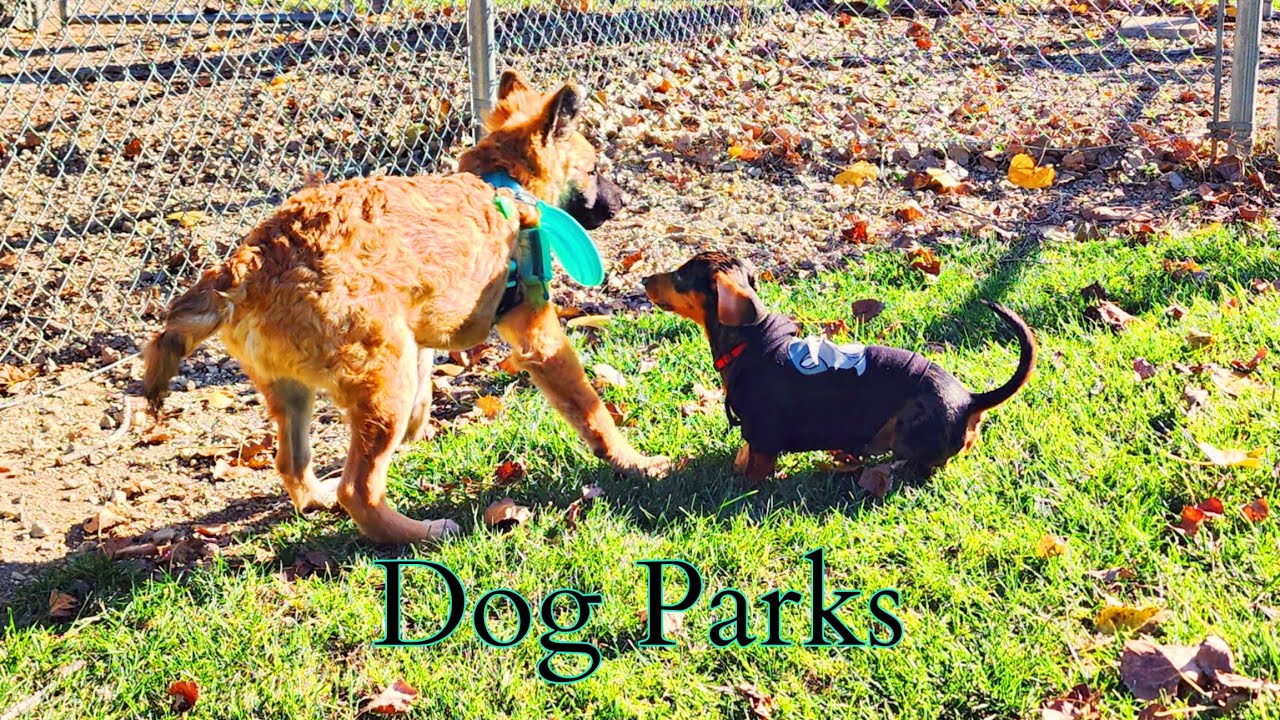 Dog Parks of Grand Lake St Mary's State Park