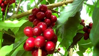 Growing Coffee: Organic Farming Versus Non-Organic | Coffea arabica