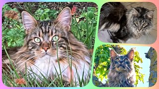 🌟🐾 Top10 Week 17 - Maine Coon Showtime! Your Ranking of Shorts with Sherkan & Shippie! 🐾🌟 139 by Maine Coon Cats TV 125 views 11 days ago 2 minutes, 21 seconds