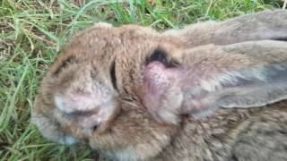 myxomatosis in a rabbit or hare