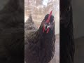 Most Intelligent Chicken: FAYO GIANT? Fiercely Independent. Street wise.
