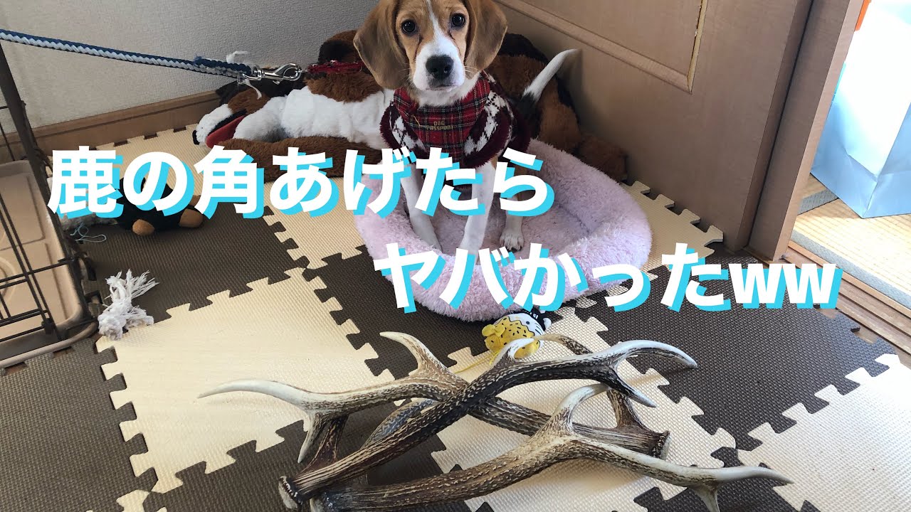 鹿の角あげたらヤバかったww Youtube