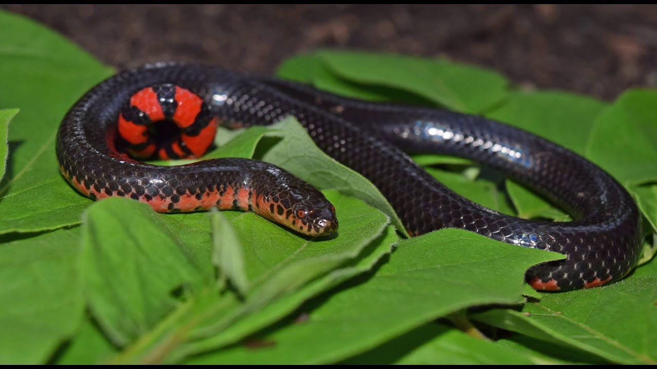 rare snakes in florida Mudsnake in the swamps of Arkansas