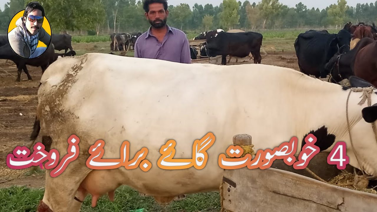 4 Australian friesian cross cows for sale with jani best in khushab