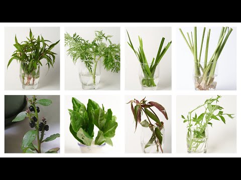 Video: Fragrant Houseplants - Kawm Txog Kev Loj Hlob Hauv Tsev Rau Cua Freshener