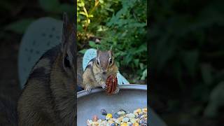 beautiful juvenile chipmunk 😍🐿️