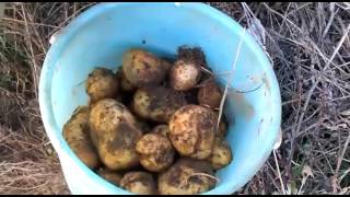 Как правильно сажать картофель в неплодородную почву
