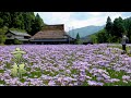 The Countryside of KYOTO is covered with Kimono's color in the middle of summer. #4K #友禅菊 #Yuzen