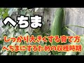 へちまの育て方、ベストな収穫時期について！