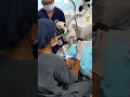 Microscopic RCT by Dr. Deepa Vaid π¦·
