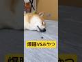 いざ検証!🐕🔍#柴犬 #豆柴 #shibainu #犬 #犬のいる暮らし #shorts