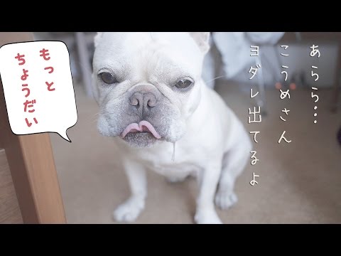 冷凍バナナを犬にあげたらこうなる