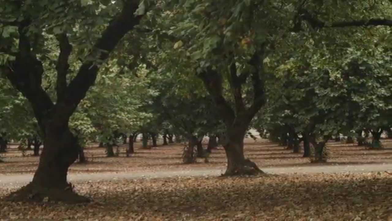 Oregon Hazelnuts YouTube