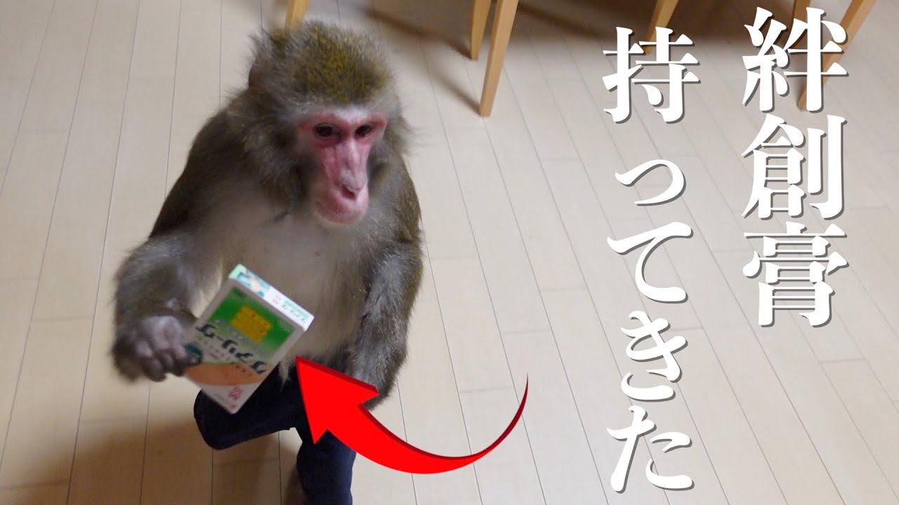 指を怪我した飼い主への飼ってる猿の行動がすごすぎた…